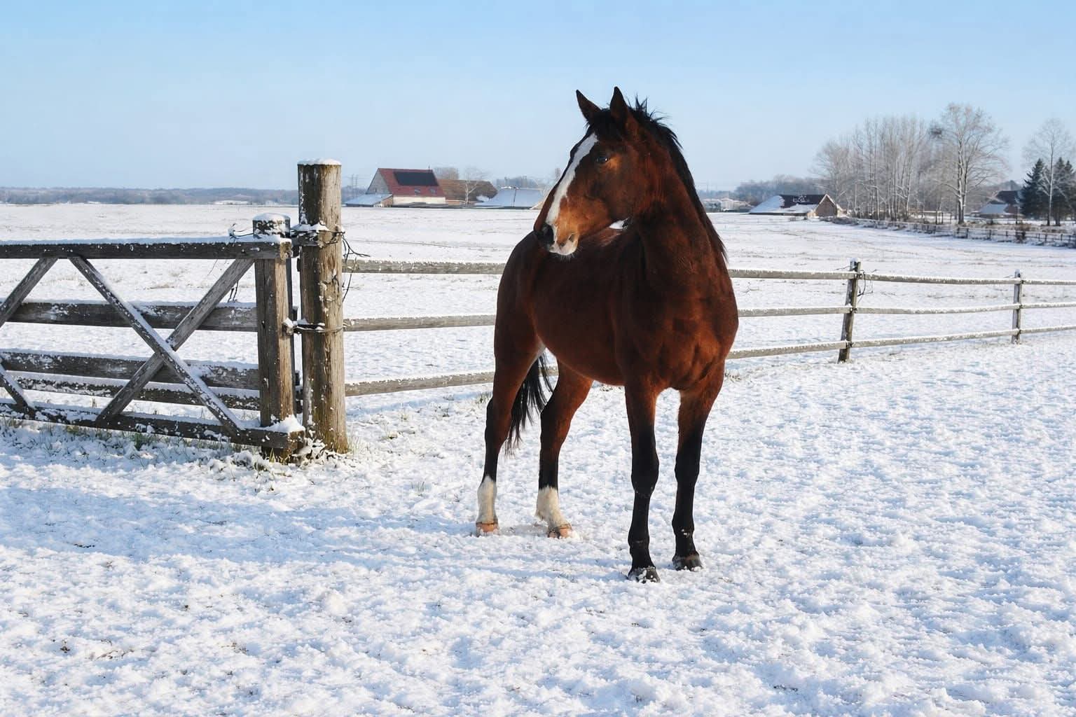 Poulain 3 ans à vendre – Atilla des Saules